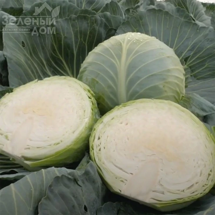 Киласис F1 / Kilasis F1 фото 2