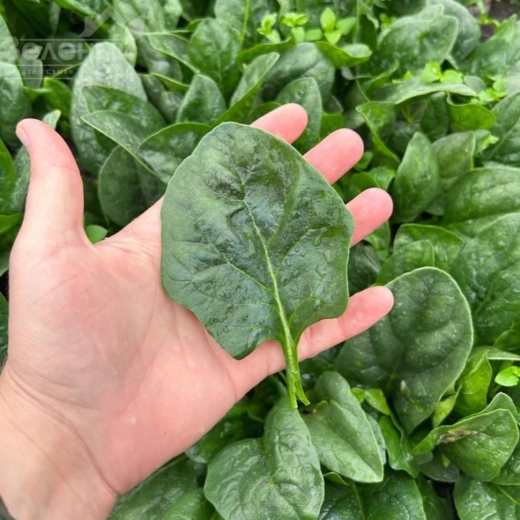 Самурай F1 / Samurai F1 фото 2