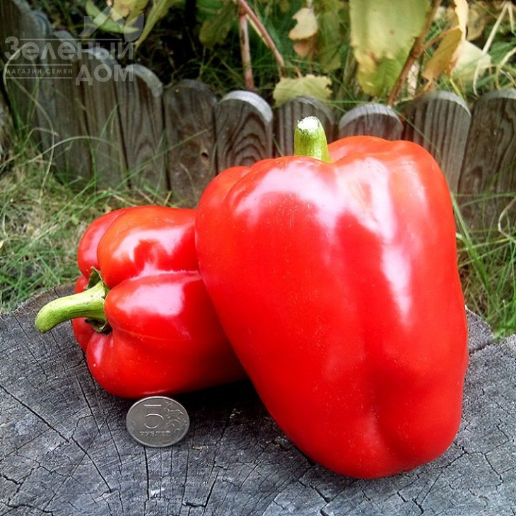 Рубінова / Rubinova,70-80 днів фото 1