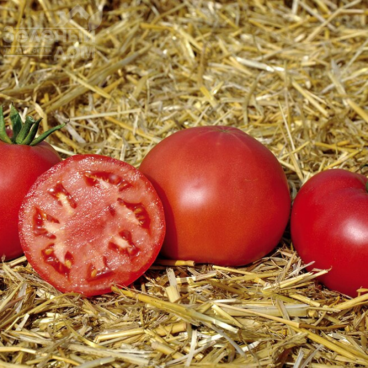 Світ Муссон F1 / Svit Musson F1, 60-68 днів фото 3