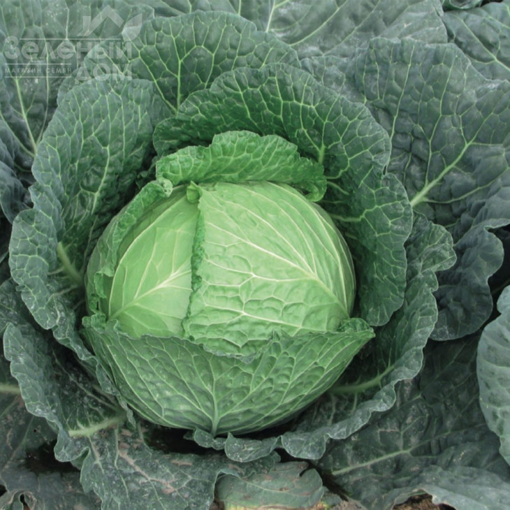 Савой Кінг F1 / Savoy King F1, 85-90 днів фото 2