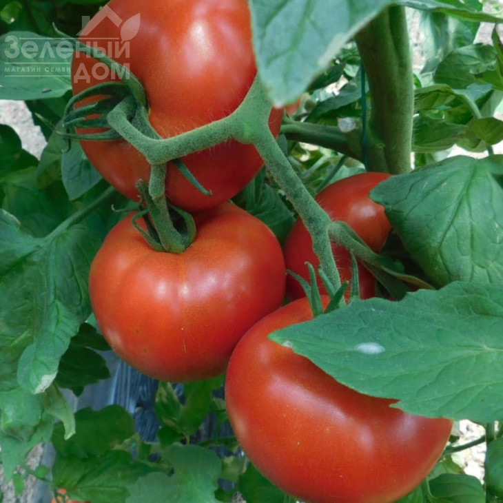 Аудаз F1 / Audaz F1 фото 1