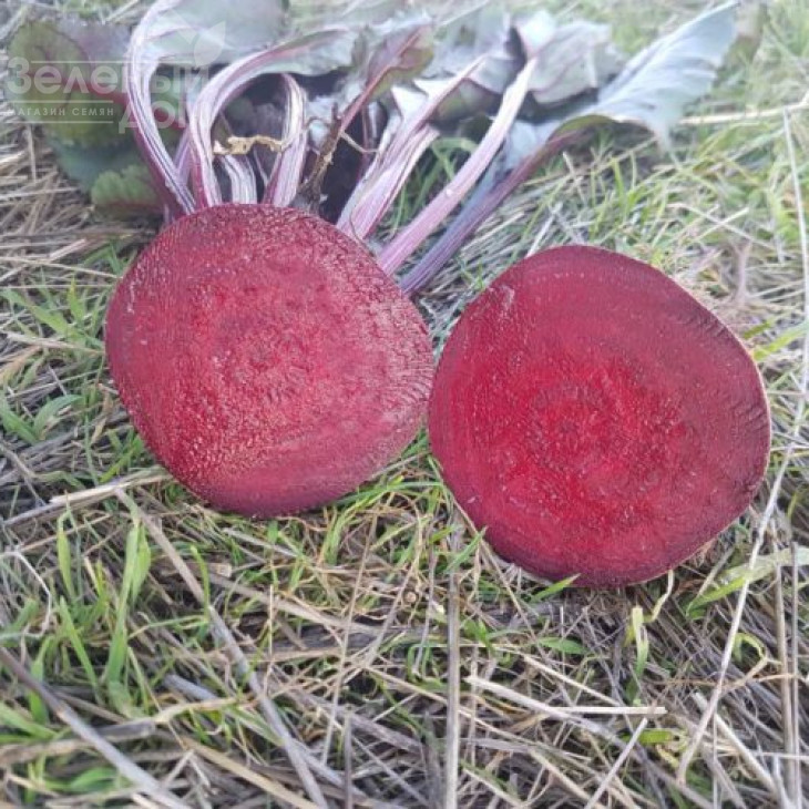 Детройт Дарк Ред / Detroit Dark Red,75-80 днів фото 1