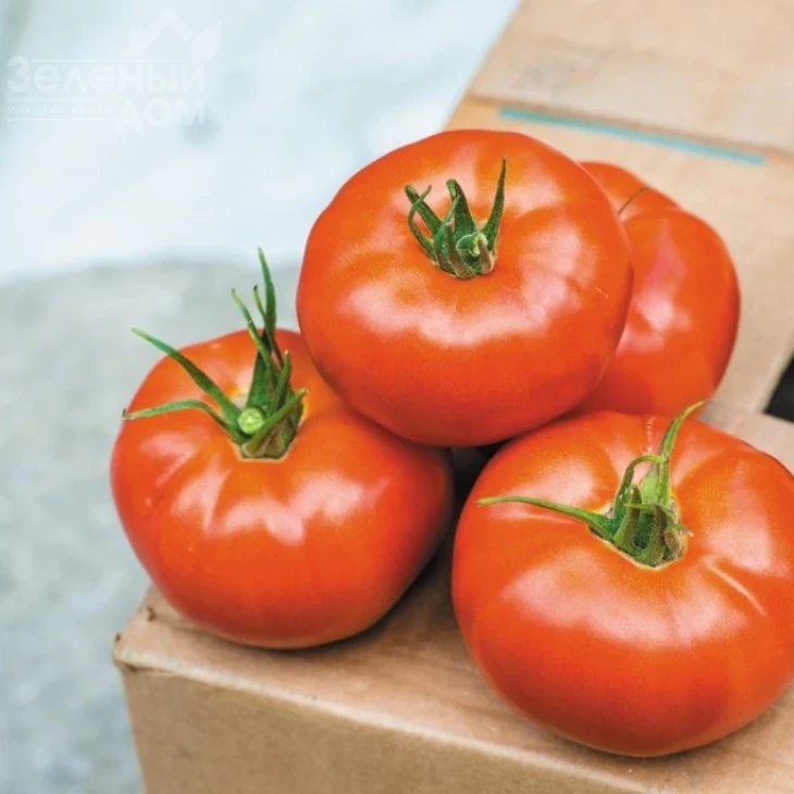 Фантастина F1 / Fantastina F1,60-85 дней фото 1