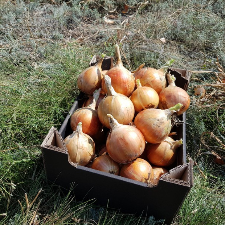 Саманта F1 / Samanta F1,125-130 днів фото 3