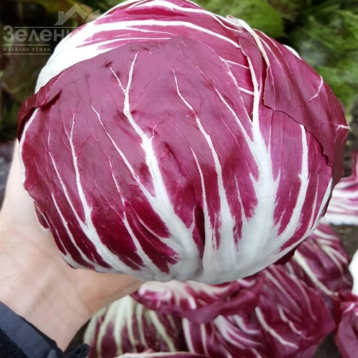 Леонардо / Leonardo,81 день фото 1