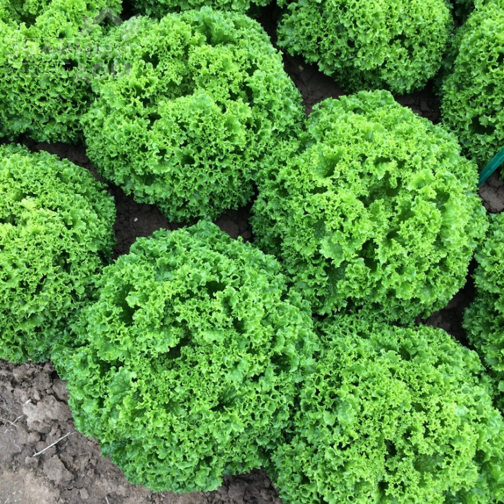 Ілема / Ilema фото 3