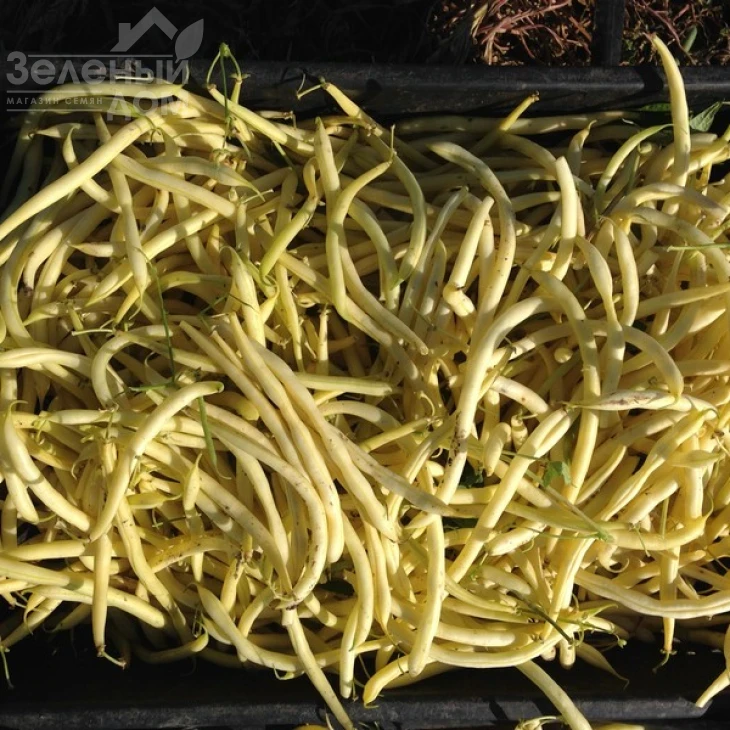 Фруидор / Fruidor фото 2