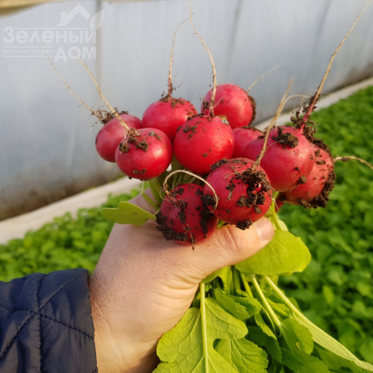 Прада F1 / Prada F1, 25-35 днів фото 5