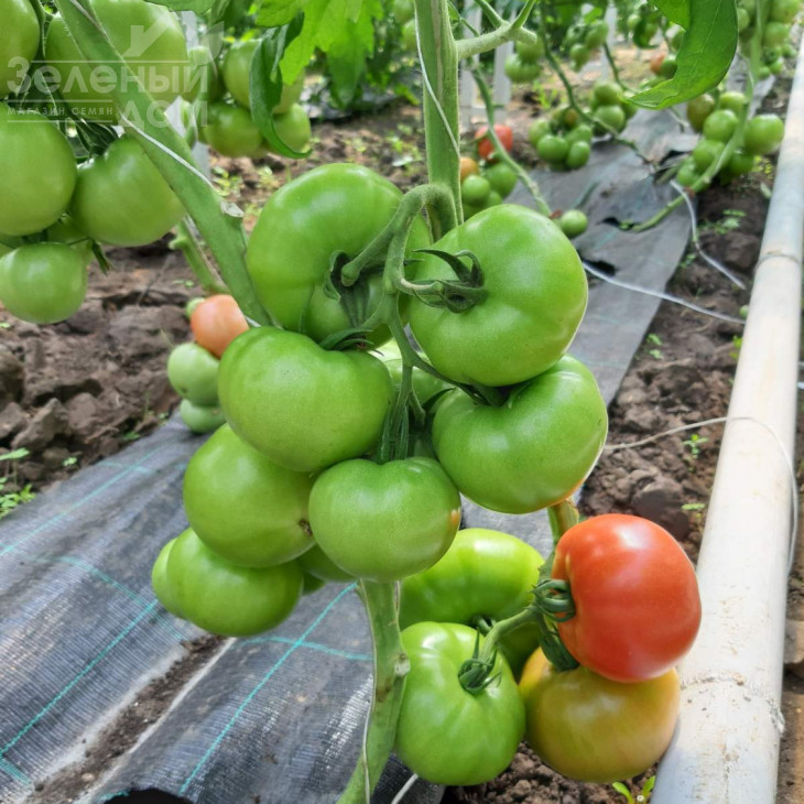 Сім-Сім (ЕЗ 777) F1 / Sim-Sim (EZ 777) F1, 60-65 днів фото 5