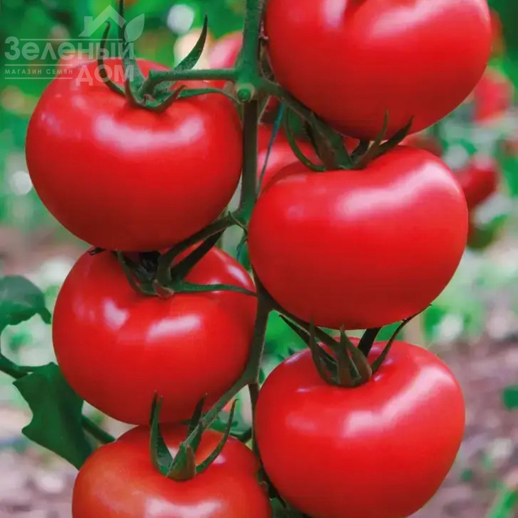 Квантум F1 / Kvantum F1  фото 1