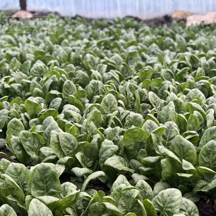 Тромбон F1 / Trombon F1 фото 1