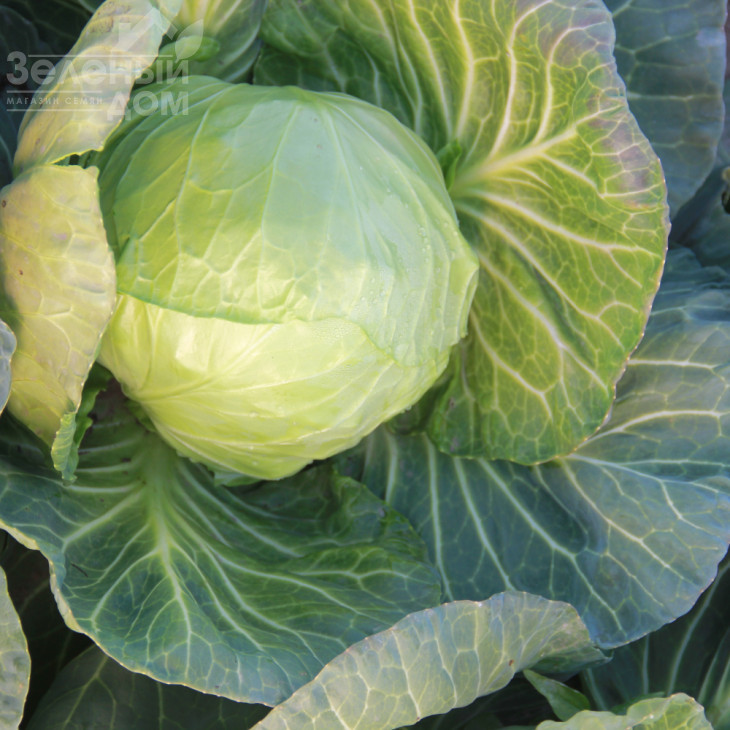 Соларіс F1 / Solaris F1, 55-60 днів фото 1