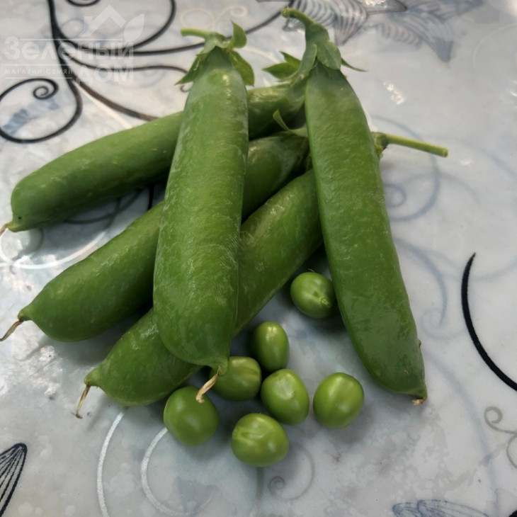 Нельсон / Nelson, 65-70 днів фото 3