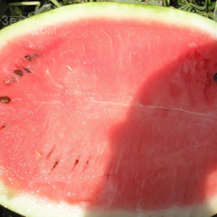 Мэдисон F1 / Medison F1,64-68 дней фото 4