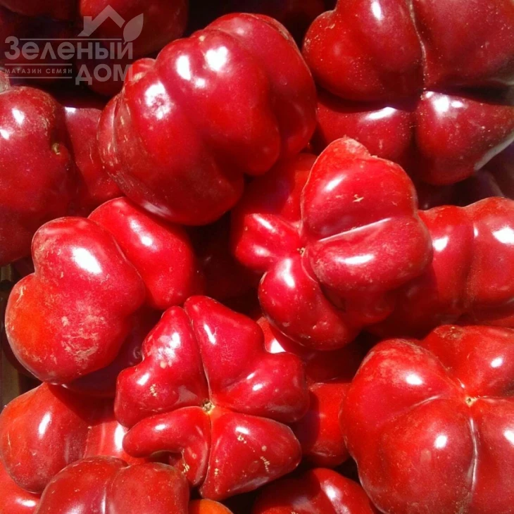 Топепо Россо - Флумери / Topepo Rosso - Flumeri, 67-70 днів фото 1