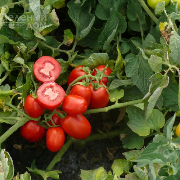 3402 F1 / 3402 F1,110 дней фото 2