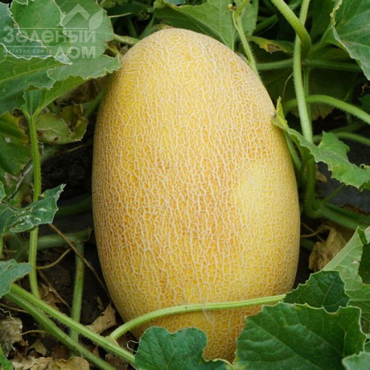 Мазін F1 / Mazin F1,60 днів фото 1