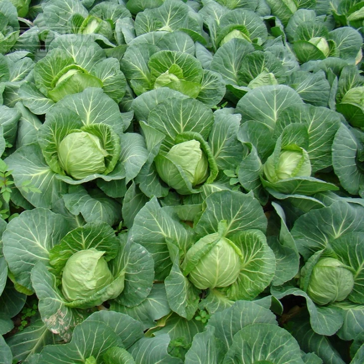 Легат F1 / Legat F1,48-50 дней фото 1