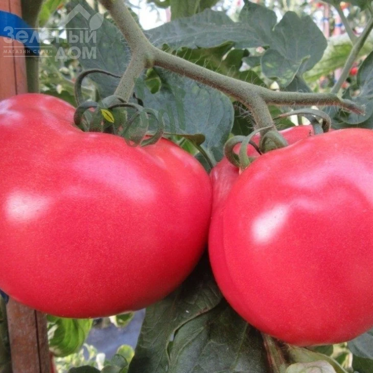 Малинка Стар F1 / Malinka Star F1,85-95 дней фото 1