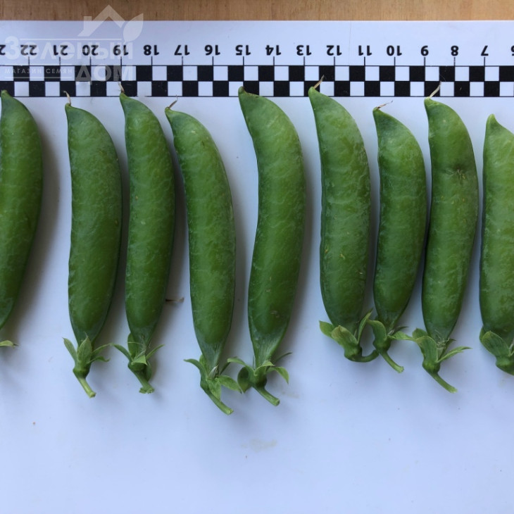 Кінгсайз / Kingsize, 50-55 днів фото 2