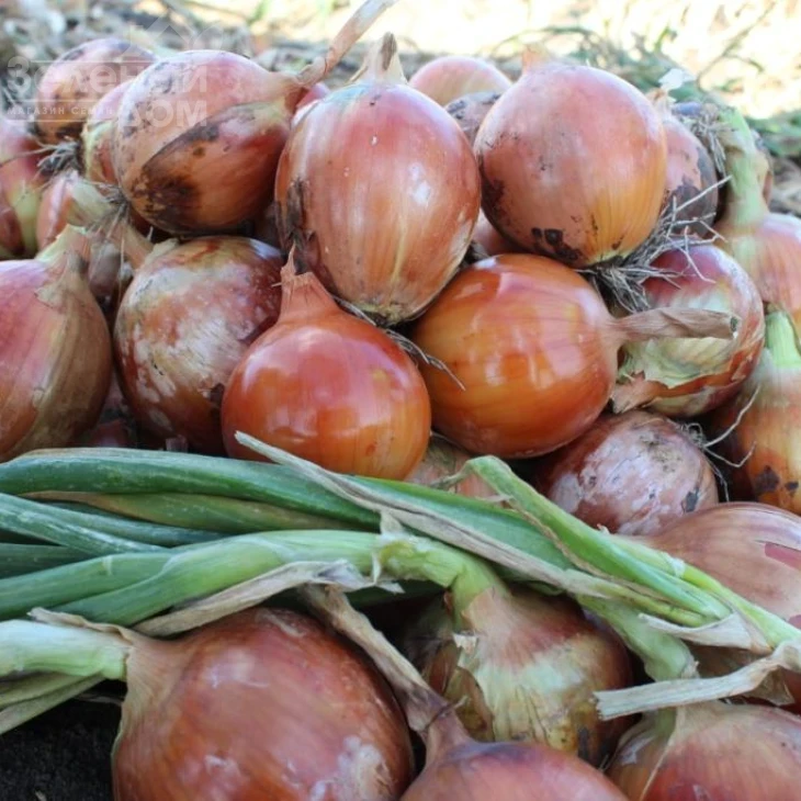 Ногал F1 / Nogal  F1 фото 2