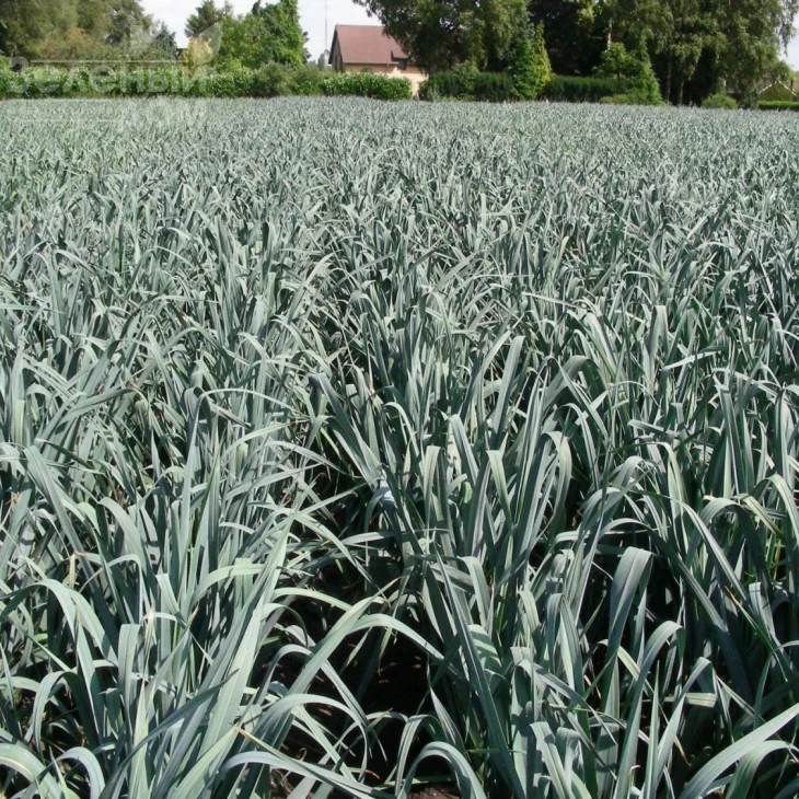 Джампер F1 / Jumper F1,85-90 дней фото 2