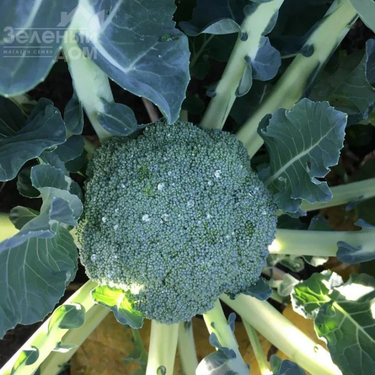 Сигно F1 / Signo F1 фото 2