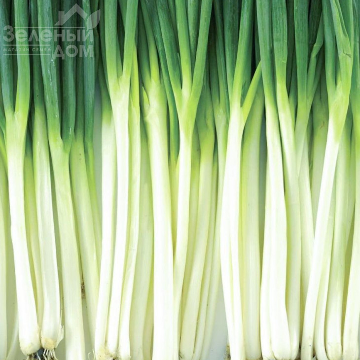 Вінтер Сілвер / Winter Silver,58-62 дні фото 1