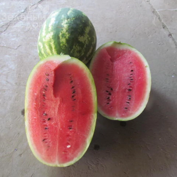 ЛС 1667 F1 / LS 1667 F1,62-65 дней фото 3