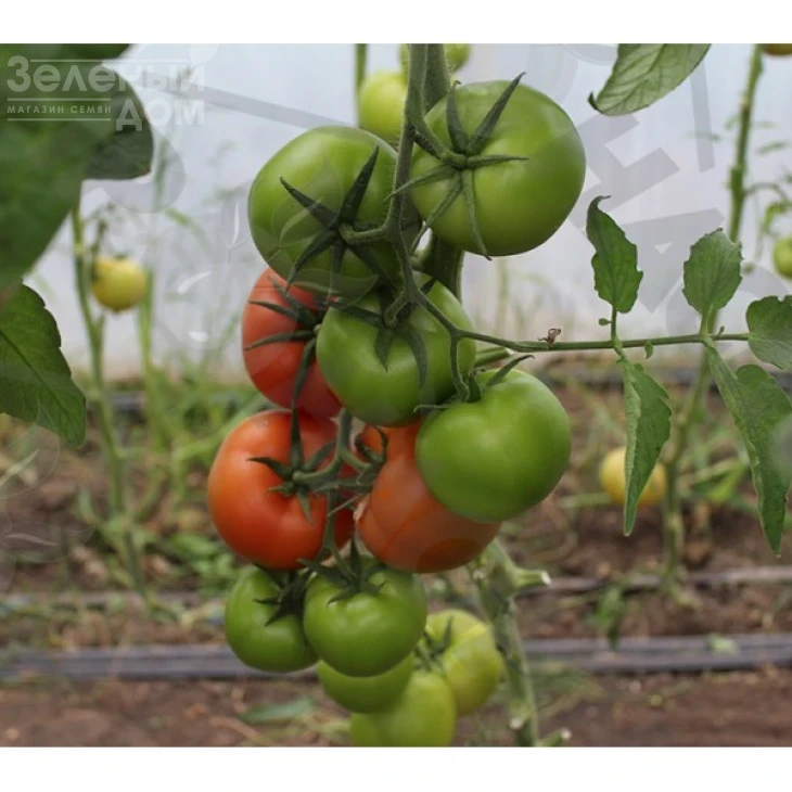 Партова F1 / Partova F1 фото 2