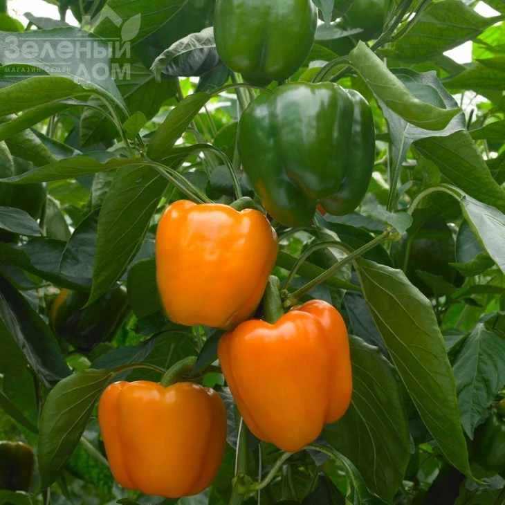 Магно F1 / Mahno F1 фото 1