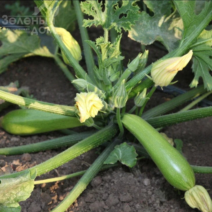 Йоки (КС 2446) F1 / Yoki (KS 2446) F1,40-45 дней фото 2