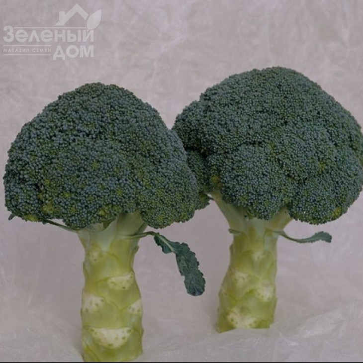 Хронос F1 / Khronos F1, 60-65 днів фото 5