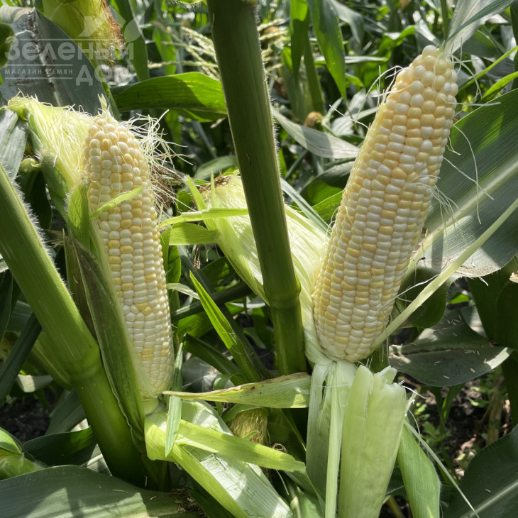 Айрон F1 / Ayron F1, 74 дні фото 10