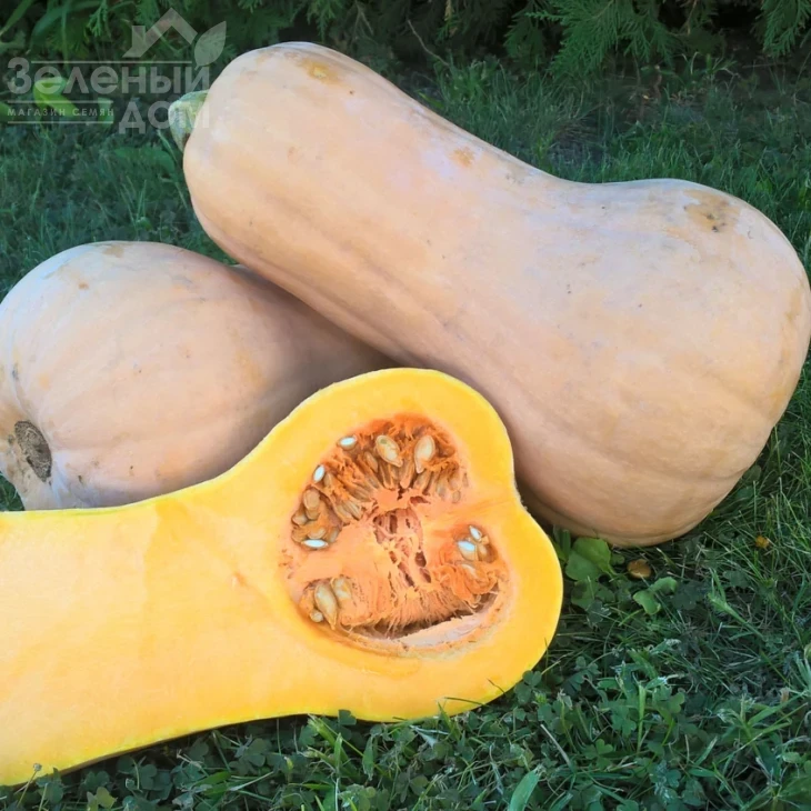 Матильда F1 / Matilda F1,105-110 дней фото 1