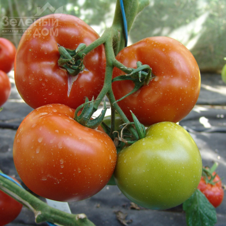 Гарді F1 / Hardy F1 фото 1