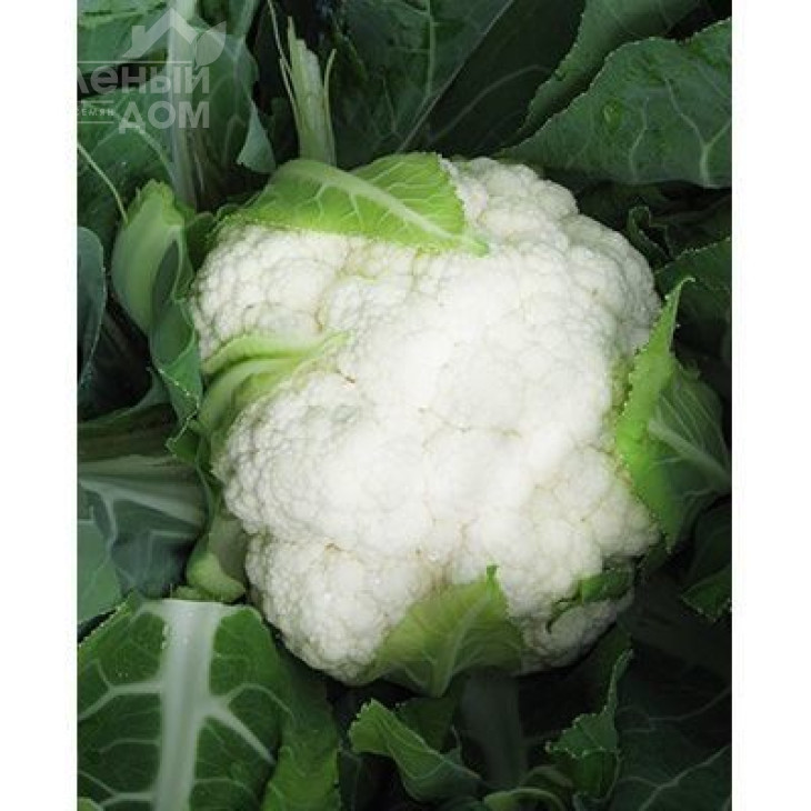 Брігантина F1 / Brigantine F1,75 днів фото 1