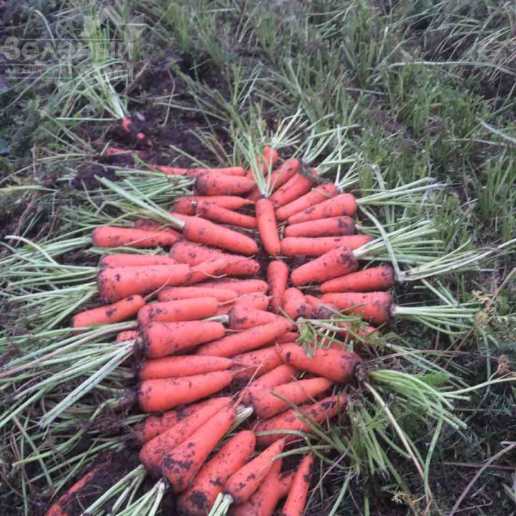 Абако F1 / Abaco F1,110 днів фото 4