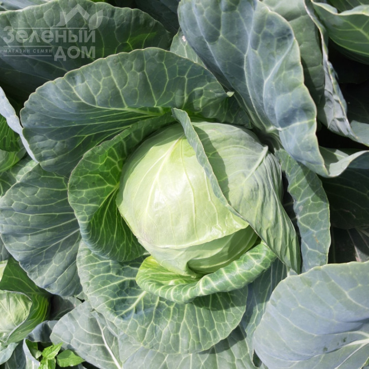 Ксена F1 / Ksena F1, 65-70 днів фото 3