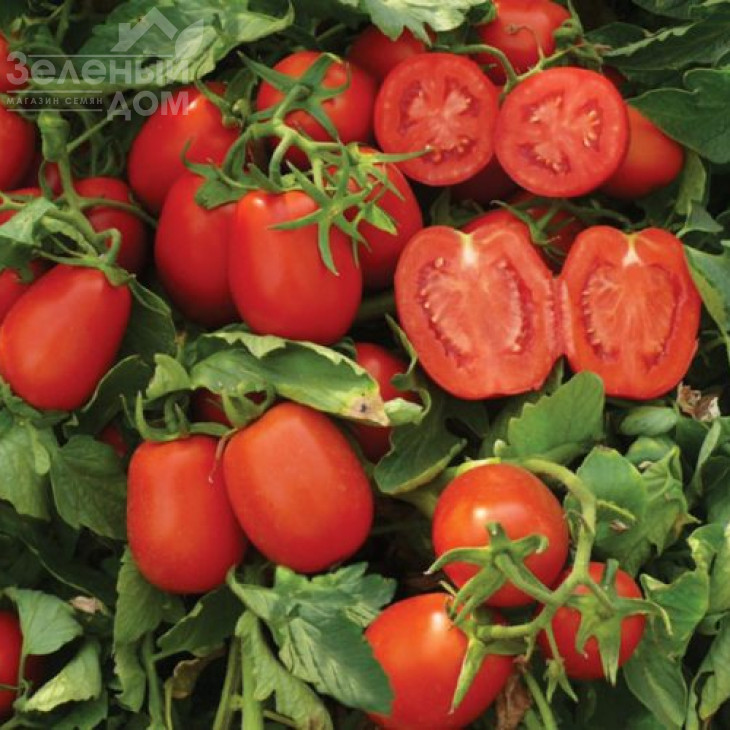 Платон F1 / Platon F1,116 днів фото 1