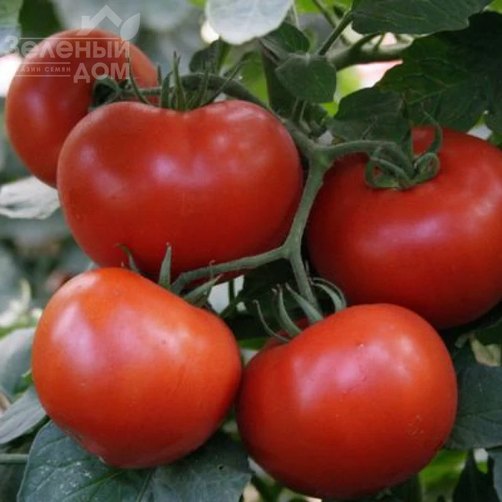 Багира F1 / Baghera F1,65-70 дней фото 1