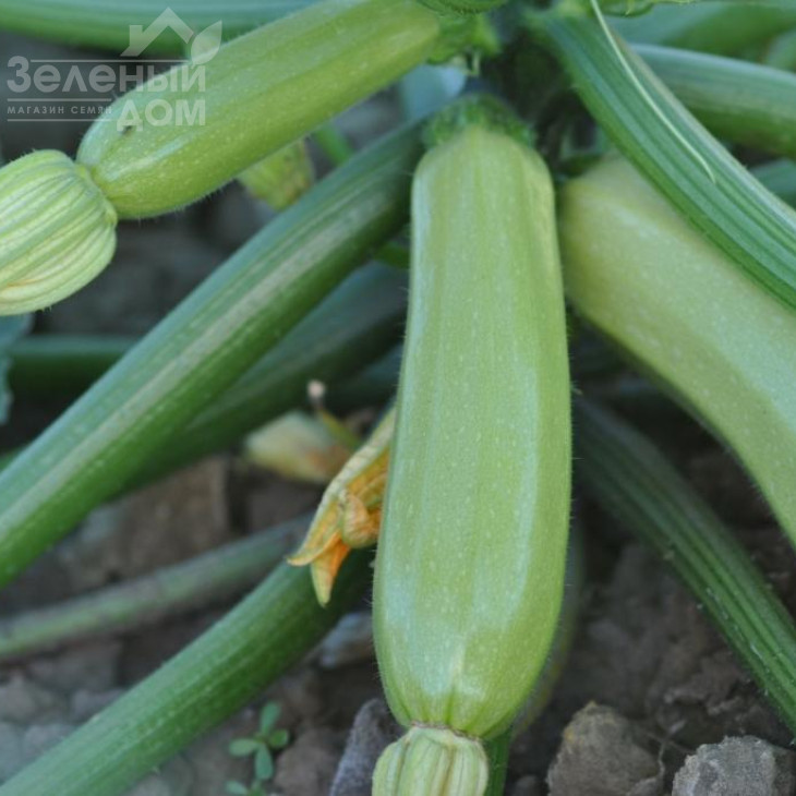 Атілла F1 / Atilla F1 фото 2