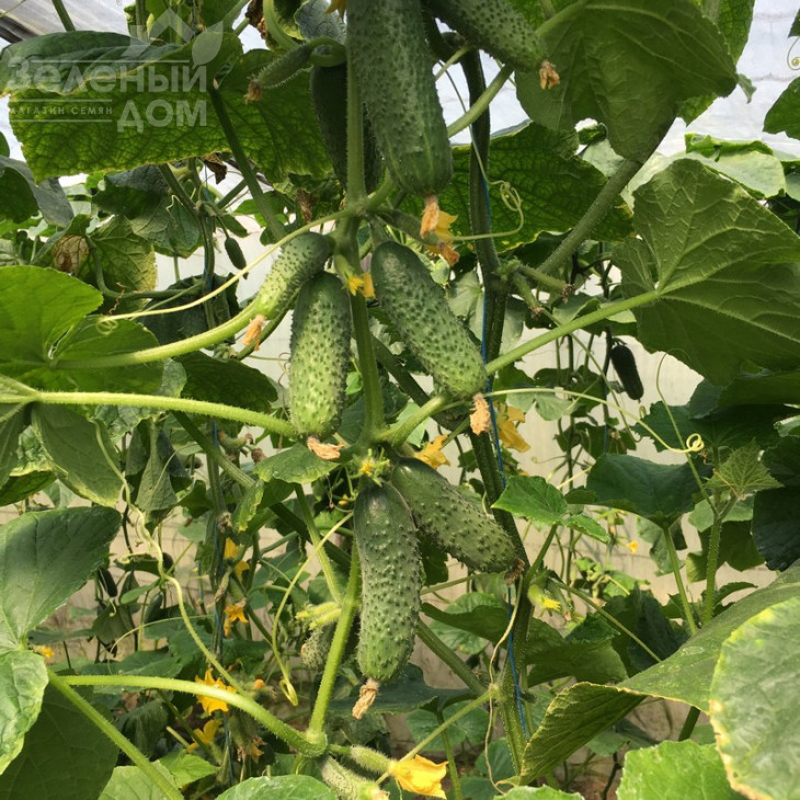 Тумі F1 / Tumi F1,38-40 днів фото 2