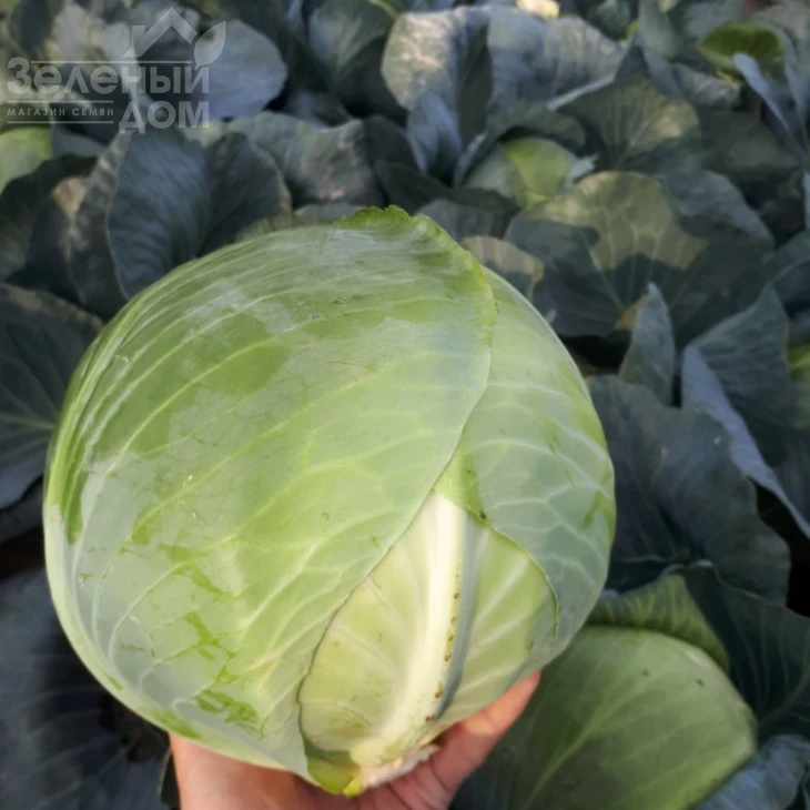 Гальватрон F1 / Galvatron F1,115 дней фото 4