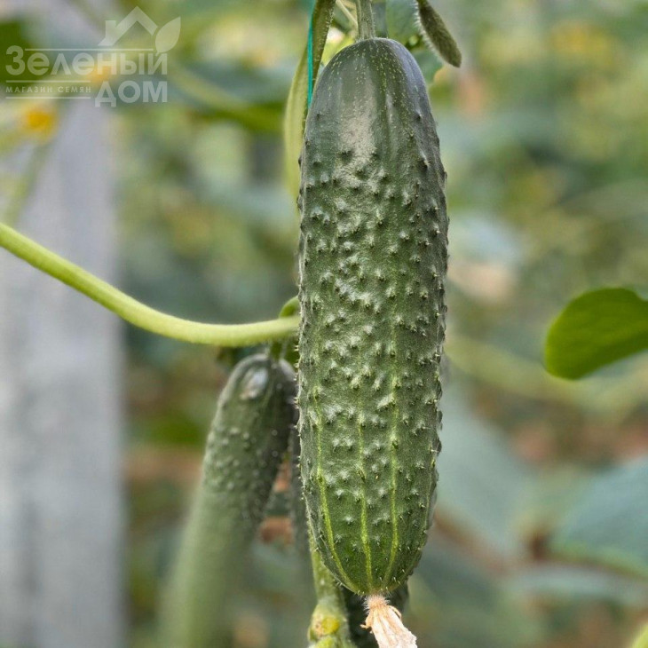 Баде F1 / Bade F1 фото 1