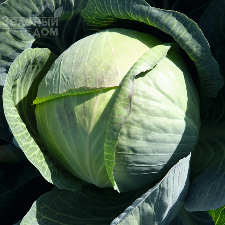 Циклон F1 / Cyclone F1,100 днів фото 1