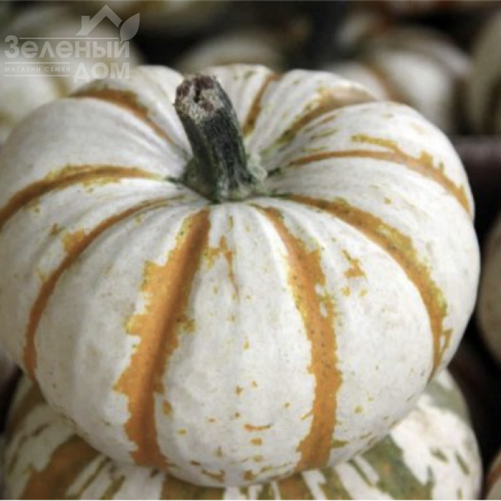 Кемон F1 / Kemon F1 фото 1