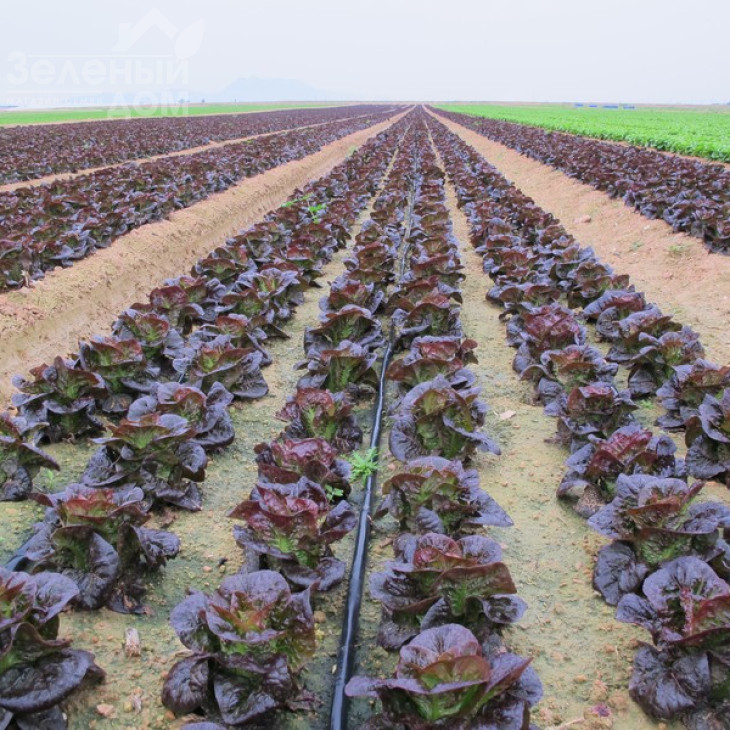 Овіред / Ovired фото 2