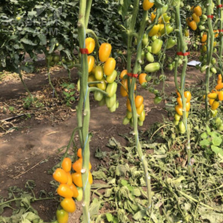 Єллоу Бідс F1 / Yellow Bids F1, 90 днів фото 2